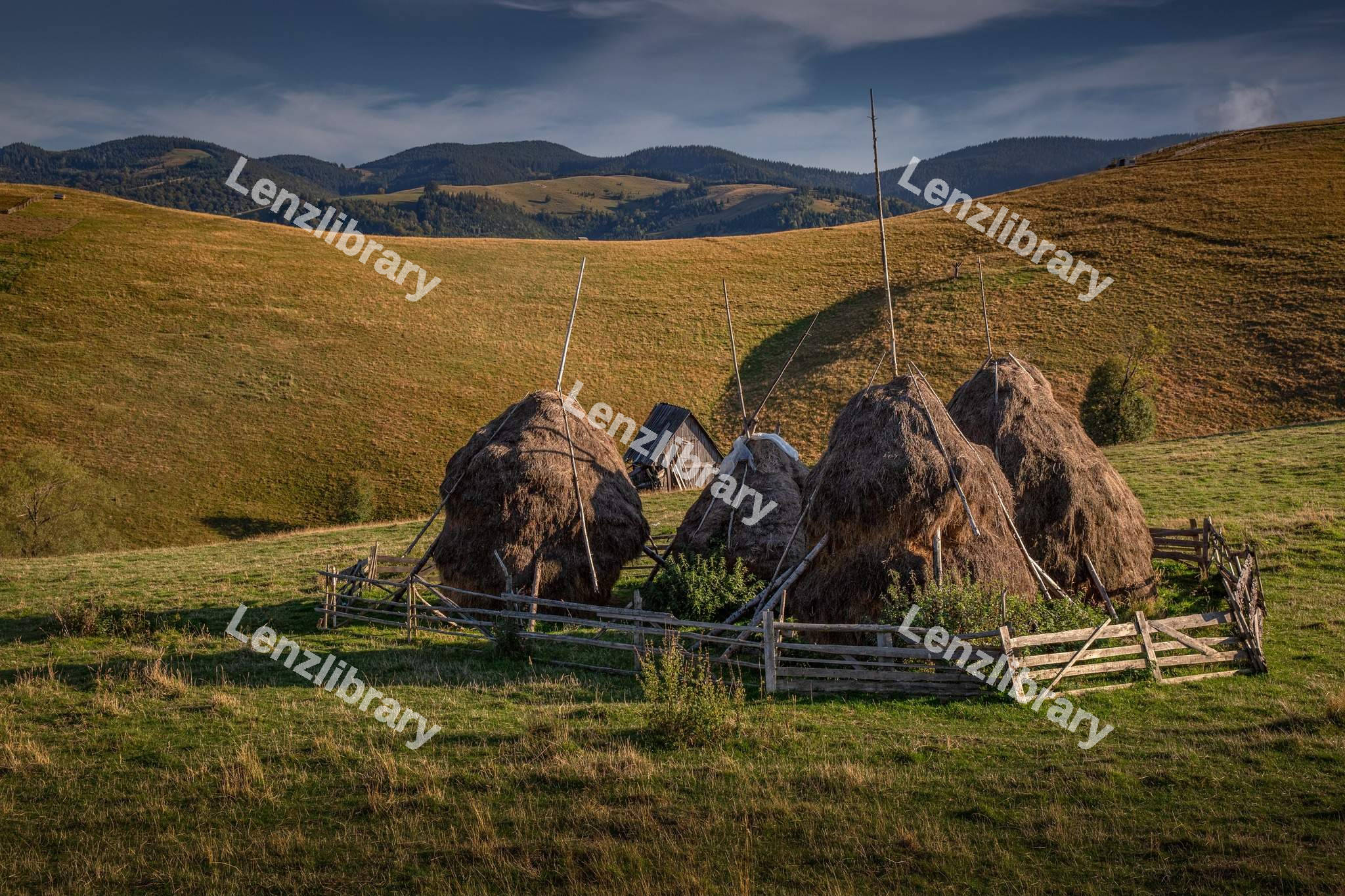 Rural Green landscape